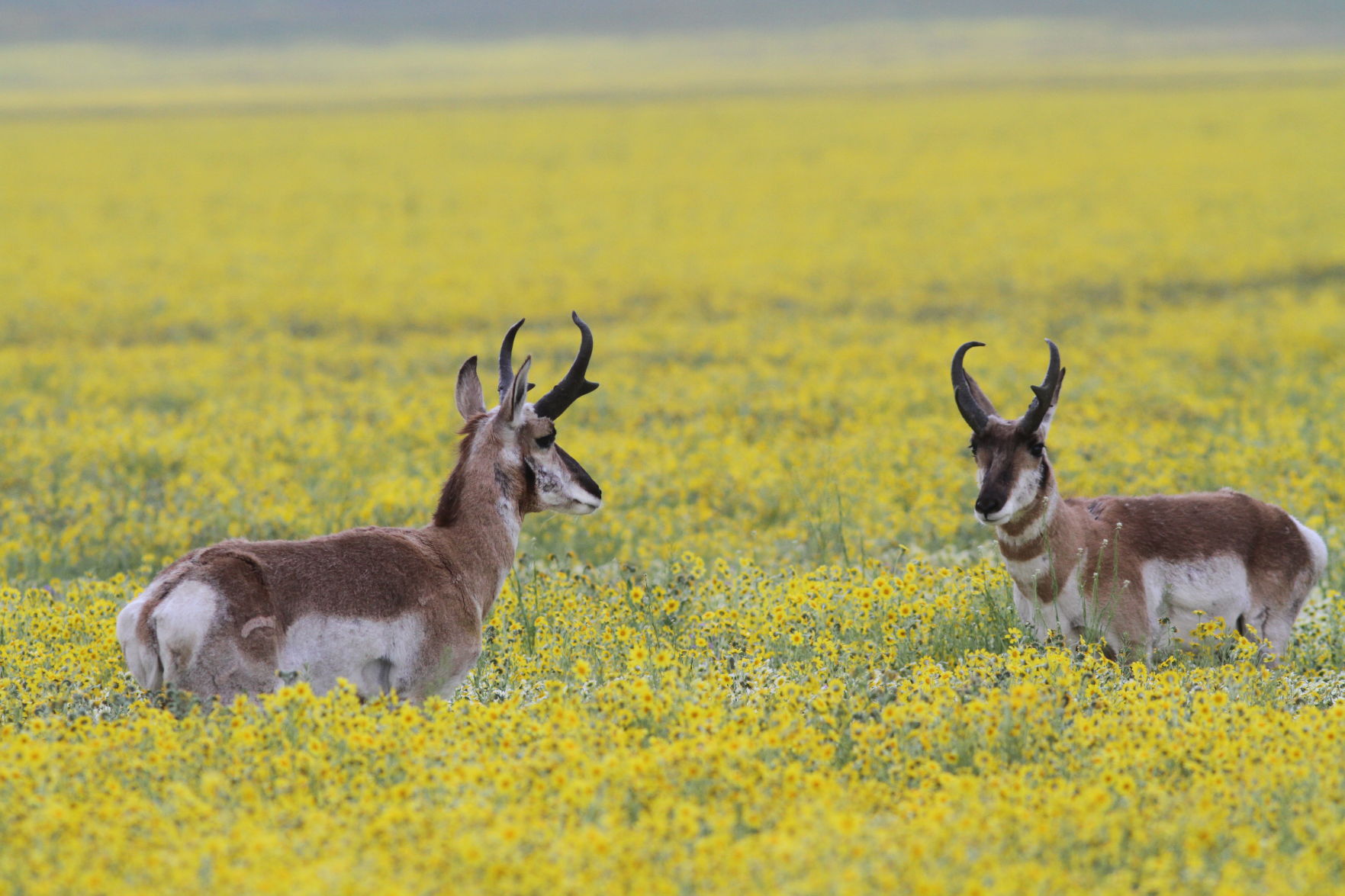 Pronghorn antelope